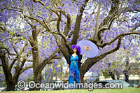 Jacaranda Avenue Grafton Photo - Gary Bell