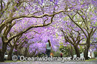 Jacaranda Avenue Grafton Photo - Gary Bell