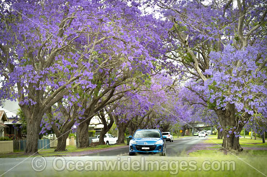 Jacaranda Avenue Grafton photo Jacaranda Avenue Grafton photo