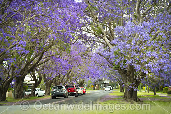 Jacaranda Avenue Grafton photo Jacaranda Avenue Grafton photo