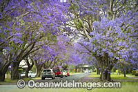Jacaranda Avenue Grafton Photo - Gary Bell