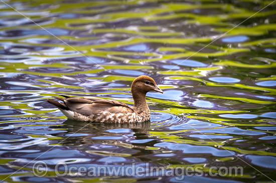 Australian Wood Duck photo Australian Wood Duck photo
