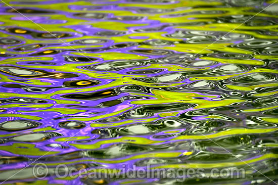 Jacaranda Flowers in pond photo Jacaranda Flowers in pond photo