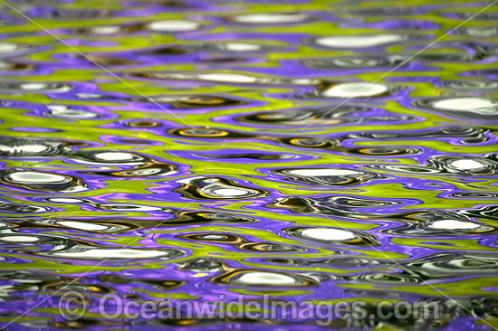 Jacaranda Flowers in pond photo Jacaranda Flowers in pond photo