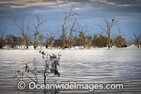 Lake Menindee Photo - Gary Bell