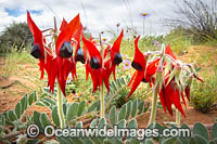 Sturt's Desert Pea wildflower Photo - Gary Bell