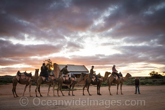 Tourists riding camels photo Tourists riding camels photo