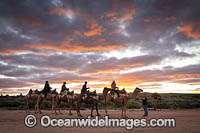 Tourists riding camels Photo - Gary Bell