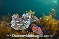 Australian Giant Cuttlefish Photo - Gary Bell