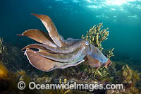 Australian Giant Cuttlefish Photo - Gary Bell