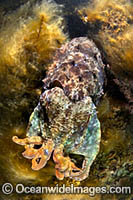 Australian Giant Cuttlefish Photo - Gary Bell