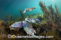 Australian Giant Cuttlefish Photo - Gary Bell