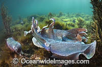 Australian Giant Cuttlefish Photo - Gary Bell