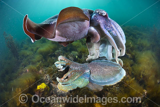 Australian Giant Cuttlefish photo
