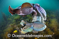 Australian Giant Cuttlefish Photo - Gary Bell