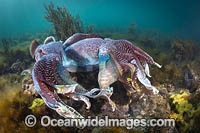 Australian Giant Cuttlefish Photo - Gary Bell