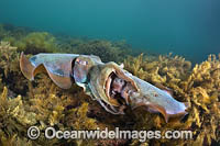 Australian Giant Cuttlefish Photo - Gary Bell