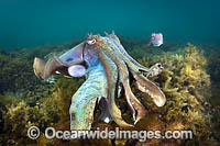 Australian Giant Cuttlefish Photo - Gary Bell