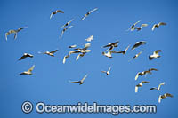 Short-billed Corellas Photo - Gary Bell