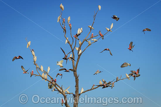 Short-billed Corellas photo