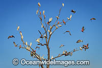 Short-billed Corellas Photo - Gary Bell
