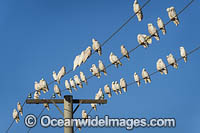 Short-billed Corellas Photo - Gary Bell