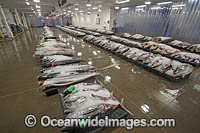 Tuna in Fish market Photo - David Fleetham