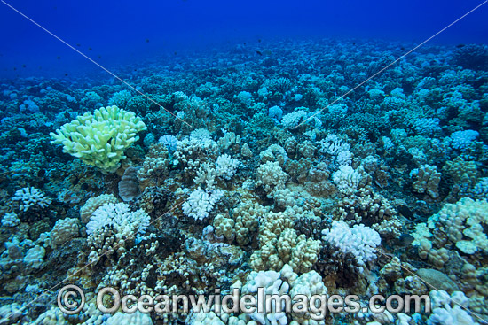Bleached Coral Hawaii photo Bleached Coral Hawaii photo