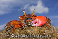 Fiddler Crab Micronesia Photo - David Fleetham