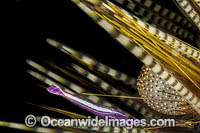 Urchin Shrimp Photo - David Fleetham