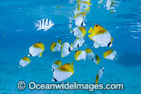 Threadfin Butterflyfish Photo - David Fleetham