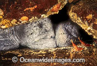 Wolf Eels Photo - David Fleetham