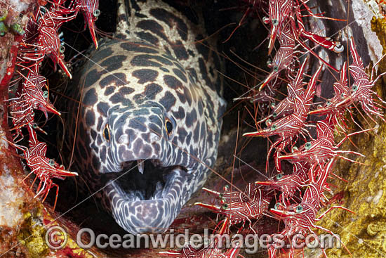 Honeycomb Moray Eel photo Honeycomb Moray Eel photo