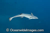 Remora Photo - David Fleetham
