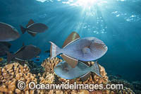 Black Triggerfish Photo - David Fleetham