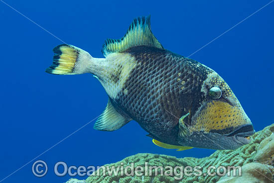 Titan Triggerfish photo