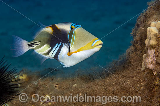 Picasso Triggerfish photo
