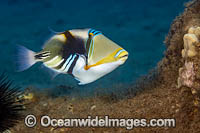 Picasso Triggerfish Photo - David Fleetham