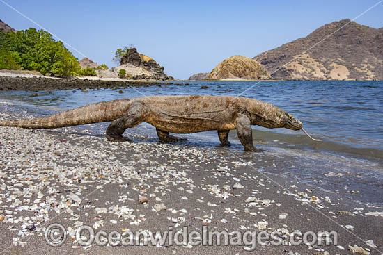 Komodo Dragon photo Komodo Dragon photo