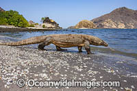 Komodo Dragon Photo - David Fleetham