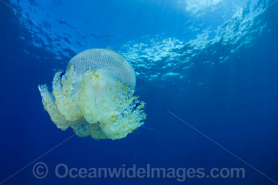 Crowned Jellyfish photo