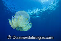 Crowned Jellyfish Photo - David Fleetham