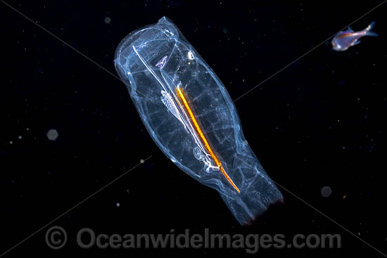 Salps photo Salps photo