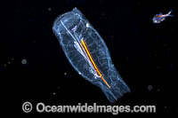 Salps Photo - David Fleetham