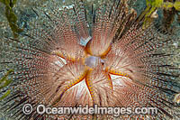 Fire Urchin Photo - David Fleetham