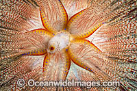 Fire Urchin Photo - David Fleetham