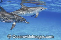Atlantic Spotted Dolphin Photo - David Fleetham