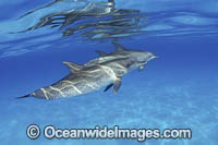 Atlantic Spotted Dolphin Photo - David Fleetham