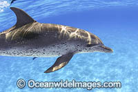 Atlantic Spotted Dolphin Photo - David Fleetham