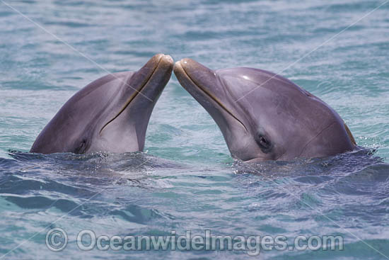 Atlantic Bottlenose Dolphin photo Atlantic Bottlenose Dolphin photo